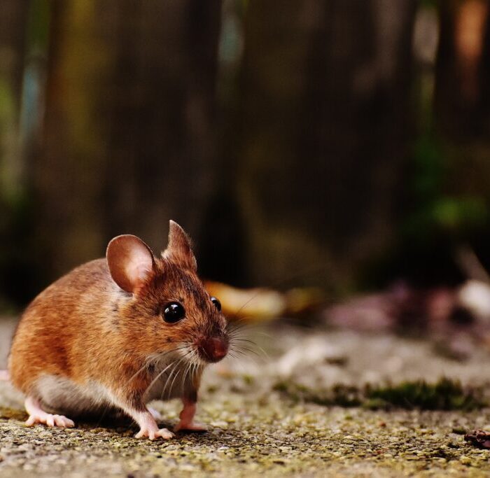 Rodent Control