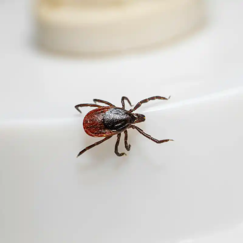 Flea and Tick treatment