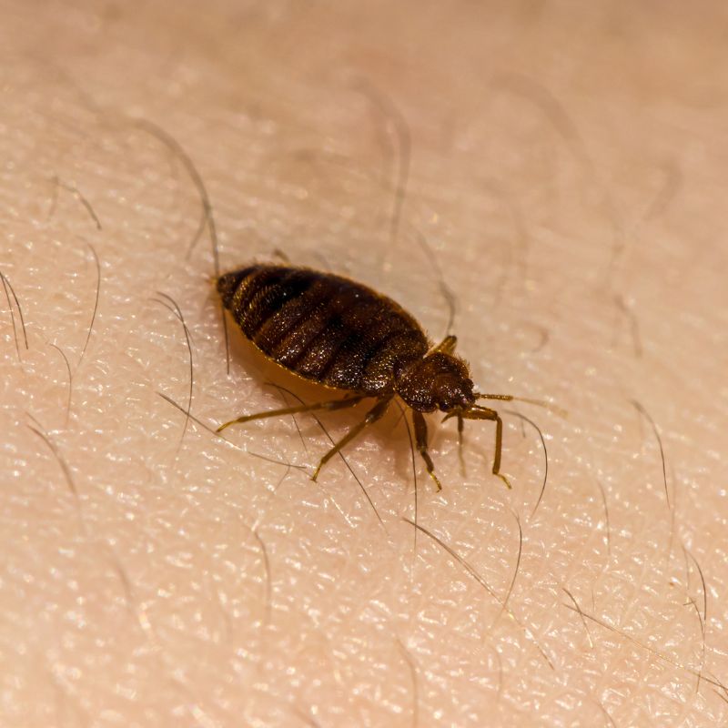 Bed Bug Extermination