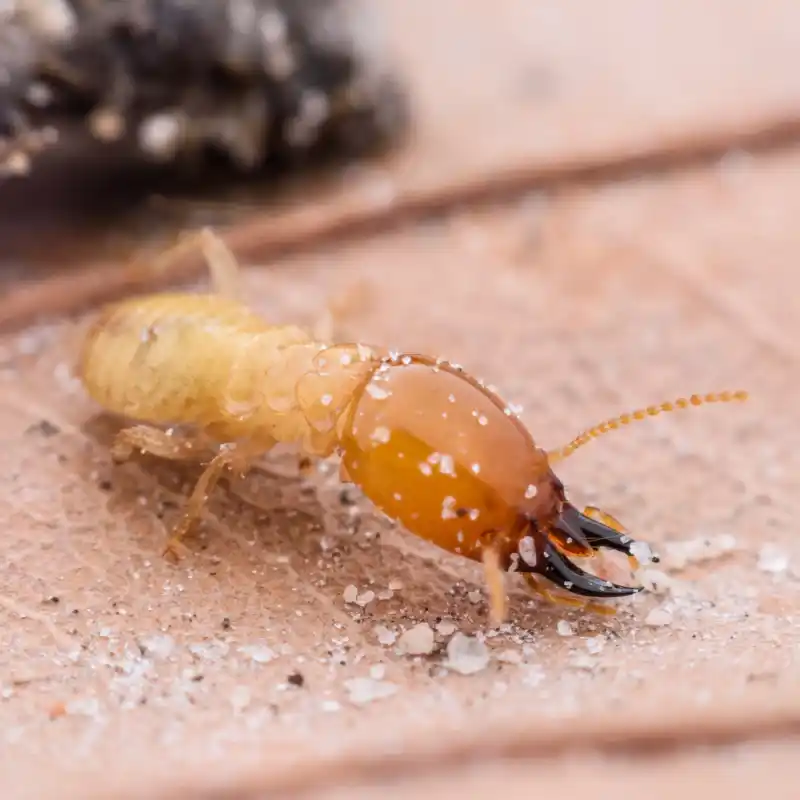 termite treatment