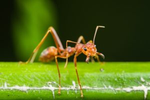 Ant Control