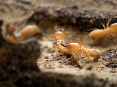 termite treatment